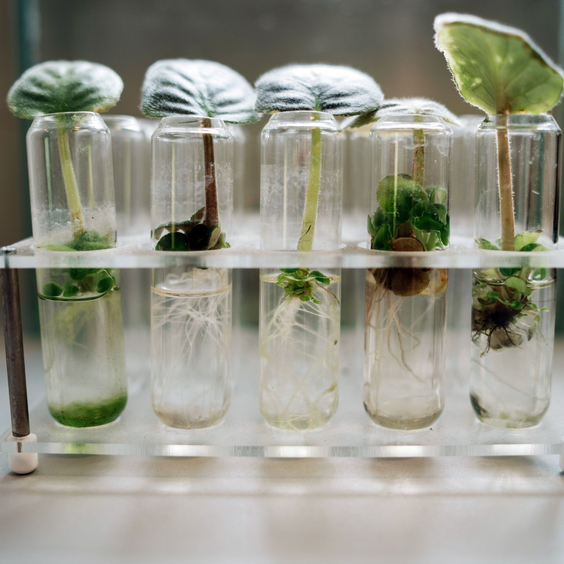 Bioteknologi